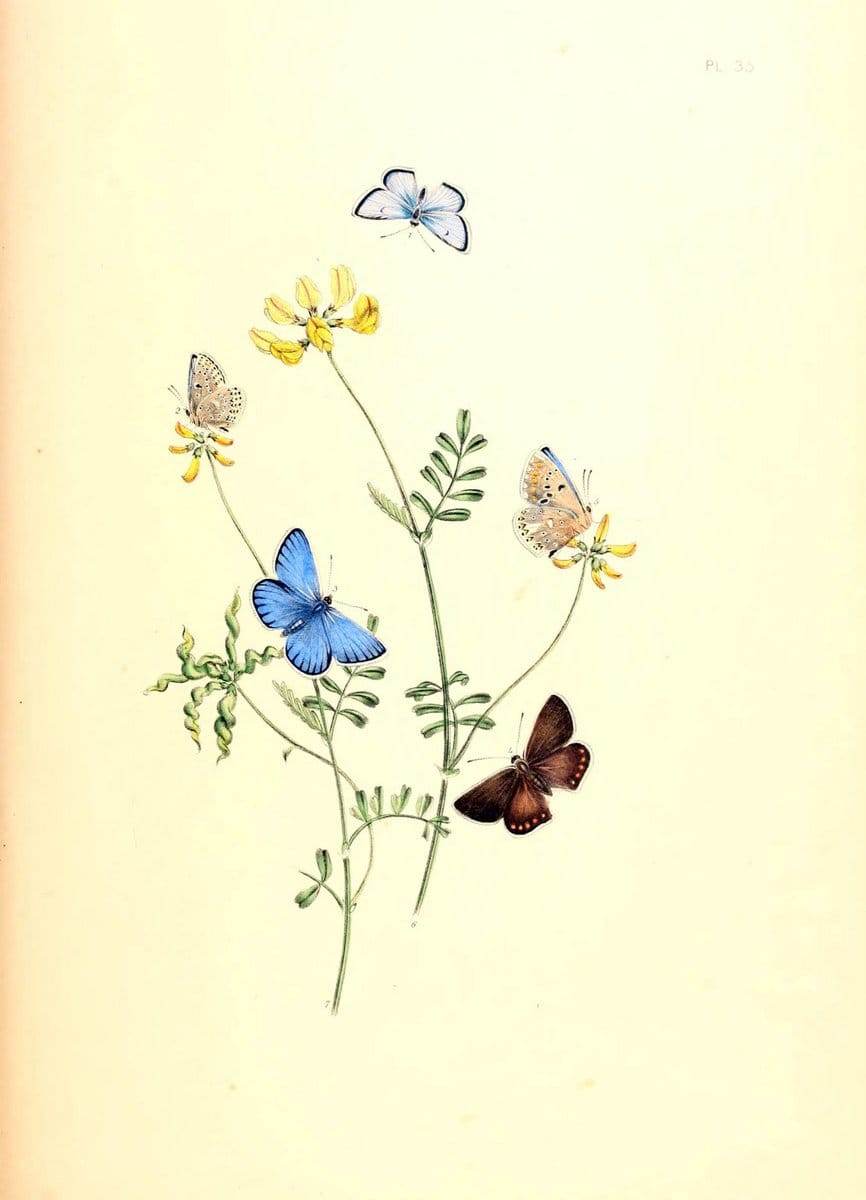 British butterflies and their transformations :.London :William Smith,1841.. |  | Vintage Print Reproduction 463689