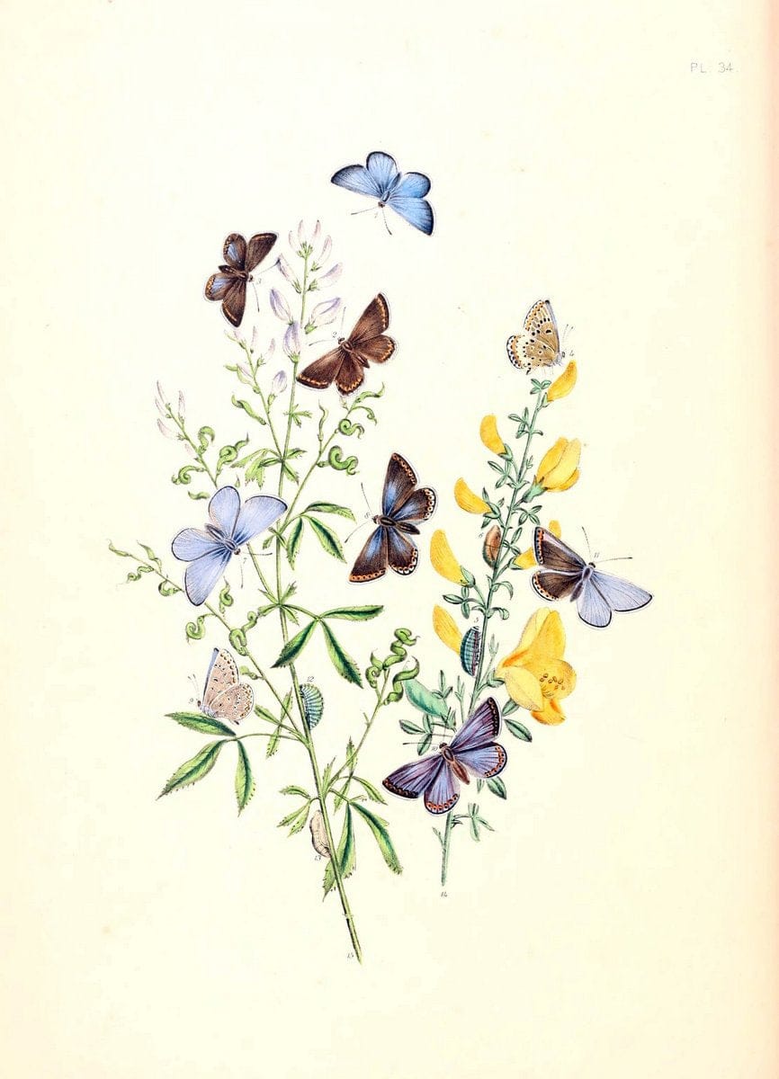 British butterflies and their transformations :.London :William Smith,1841.. |  | Vintage Print Reproduction 463690