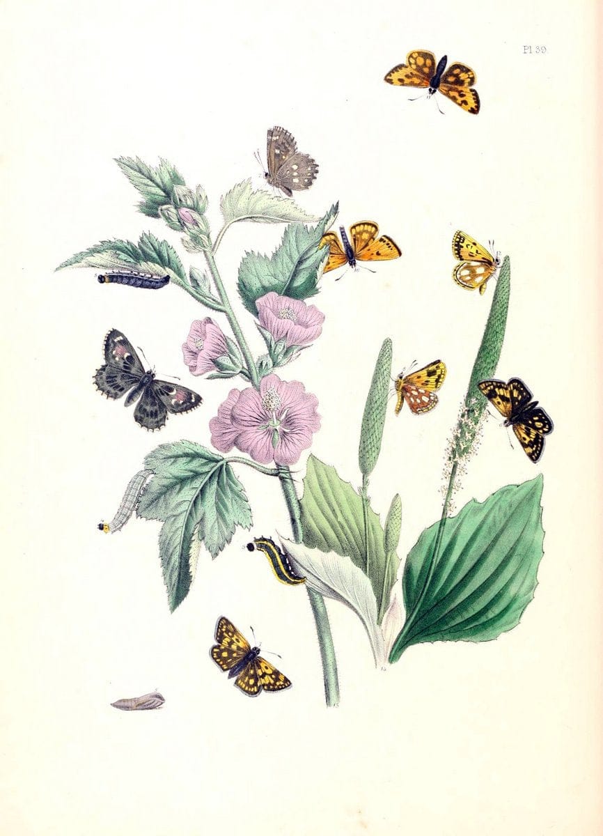 British butterflies and their transformations :.London :William Smith,1841.. |  | Vintage Print Reproduction 463691