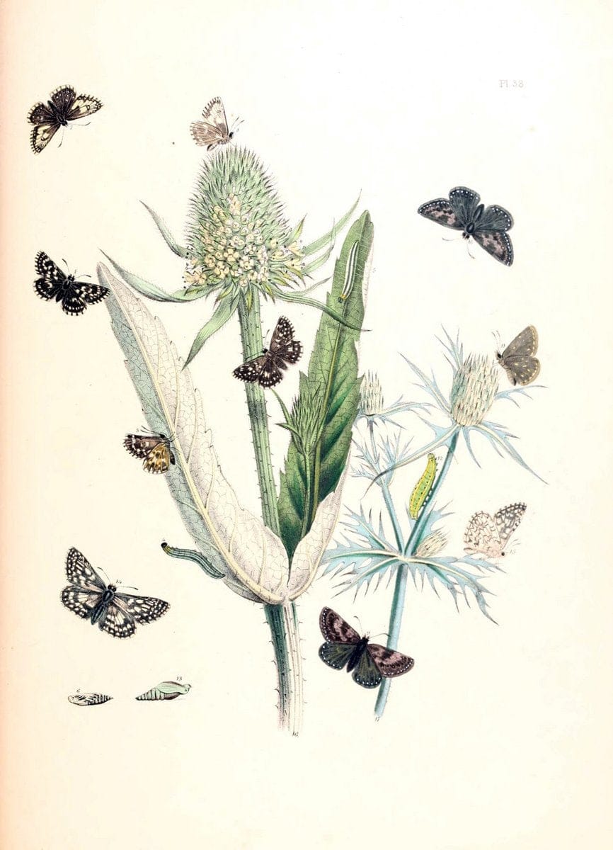 British butterflies and their transformations :.London :William Smith,1841.. |  | Vintage Print Reproduction 463692