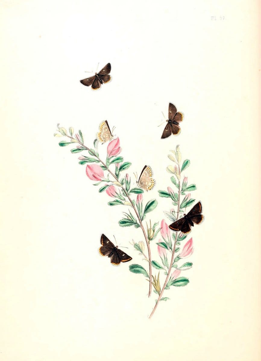 British butterflies and their transformations :.London :William Smith,1841.. |  | Vintage Print Reproduction 463693