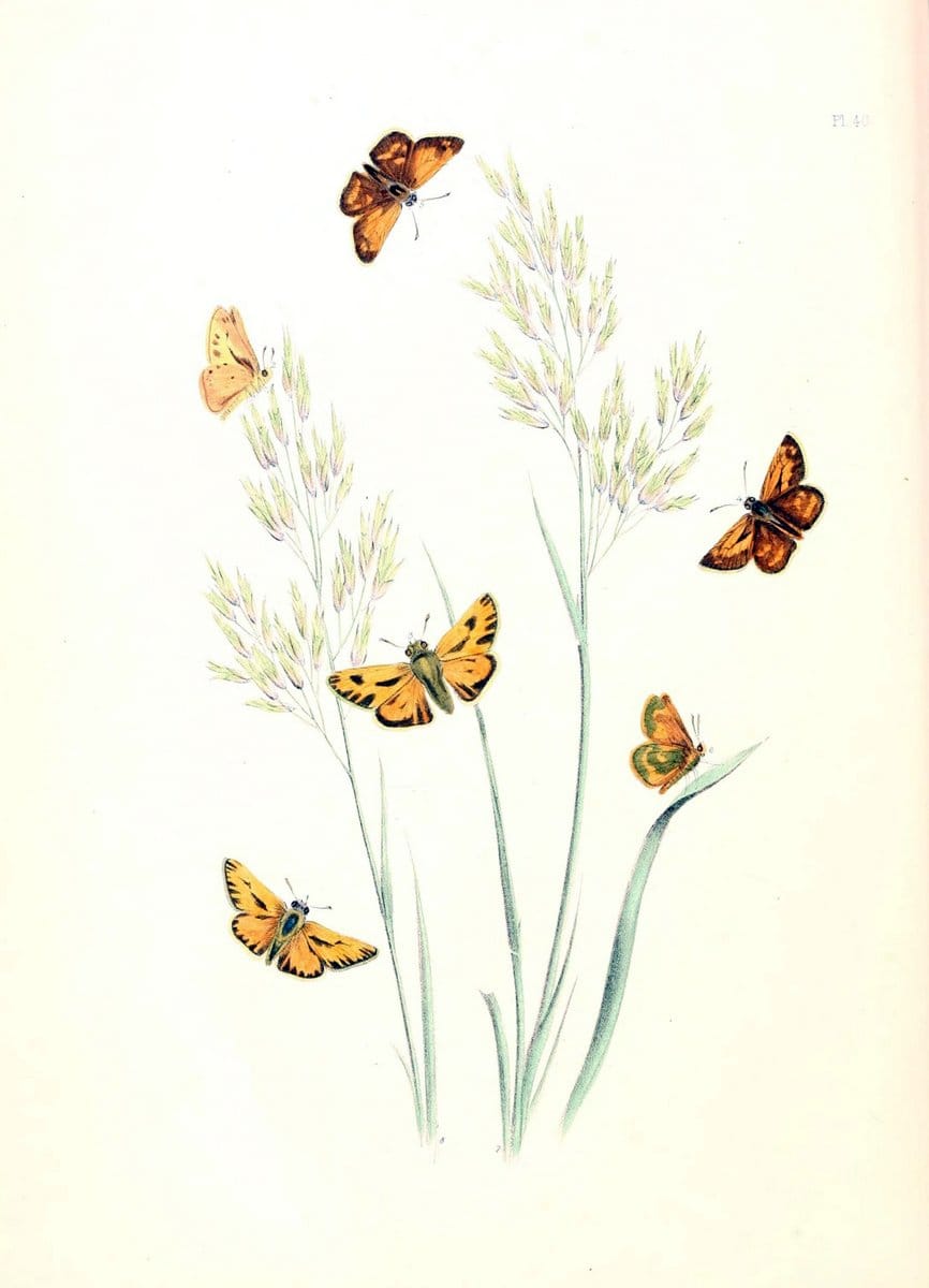 British butterflies and their transformations :.London :William Smith,1841.. |  | Vintage Print Reproduction 463694