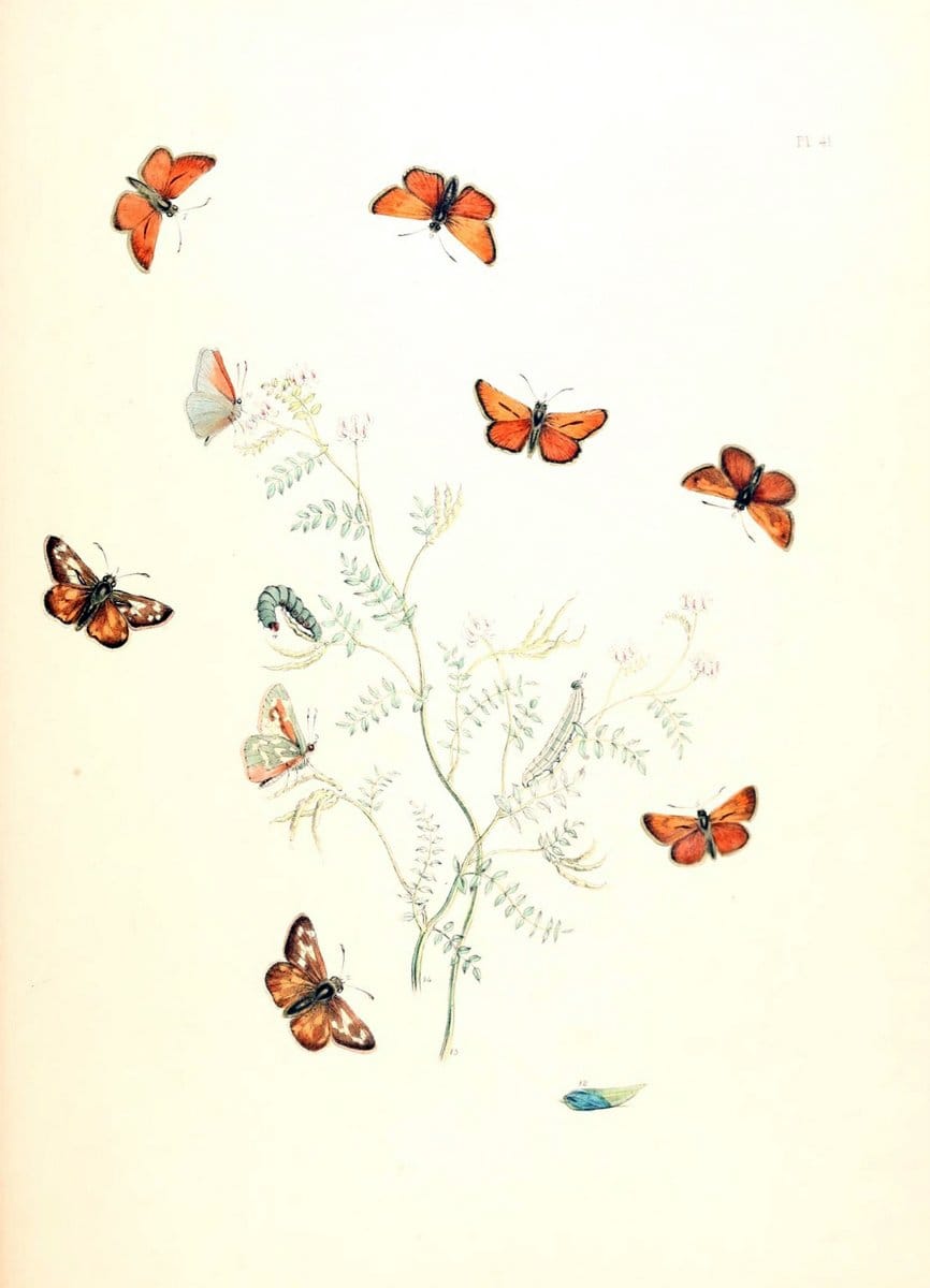 British butterflies and their transformations :.London :William Smith,1841.. |  | Vintage Print Reproduction 463695