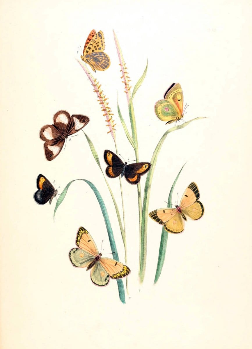 British butterflies and their transformations :.London :William Smith,1841.. |  | Vintage Print Reproduction 463696