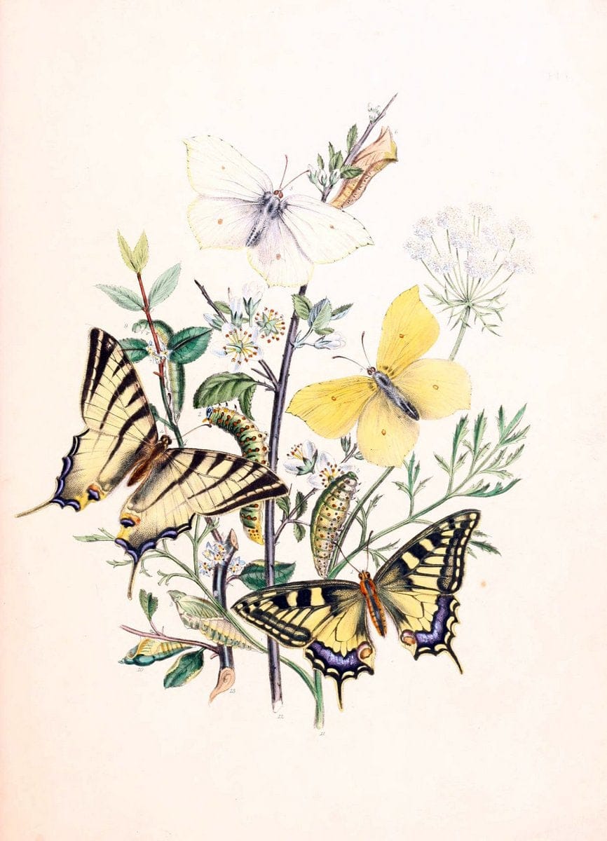 British butterflies and their transformations :.London :William Smith,1841.. |  | Vintage Print Reproduction 463697