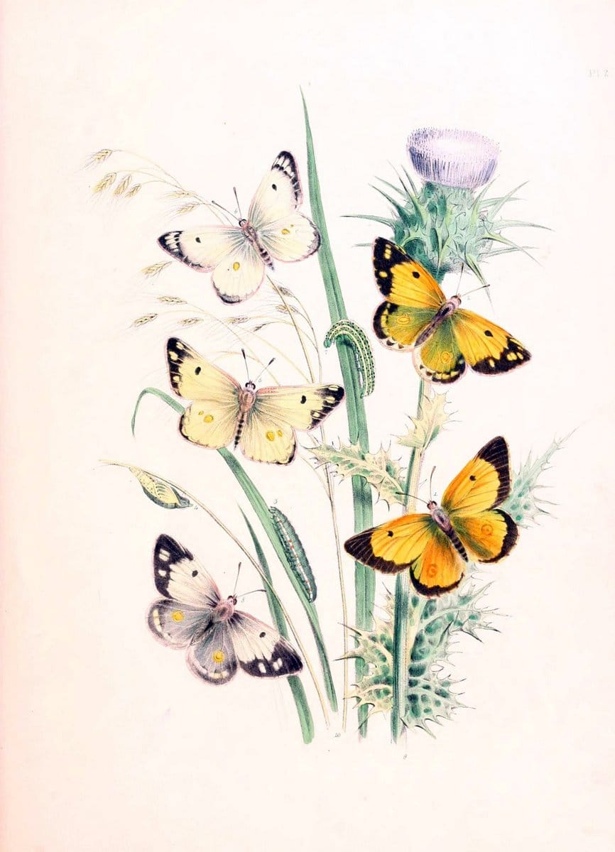 British butterflies and their transformations :.London :William Smith,1841.. |  | Vintage Print Reproduction 463698