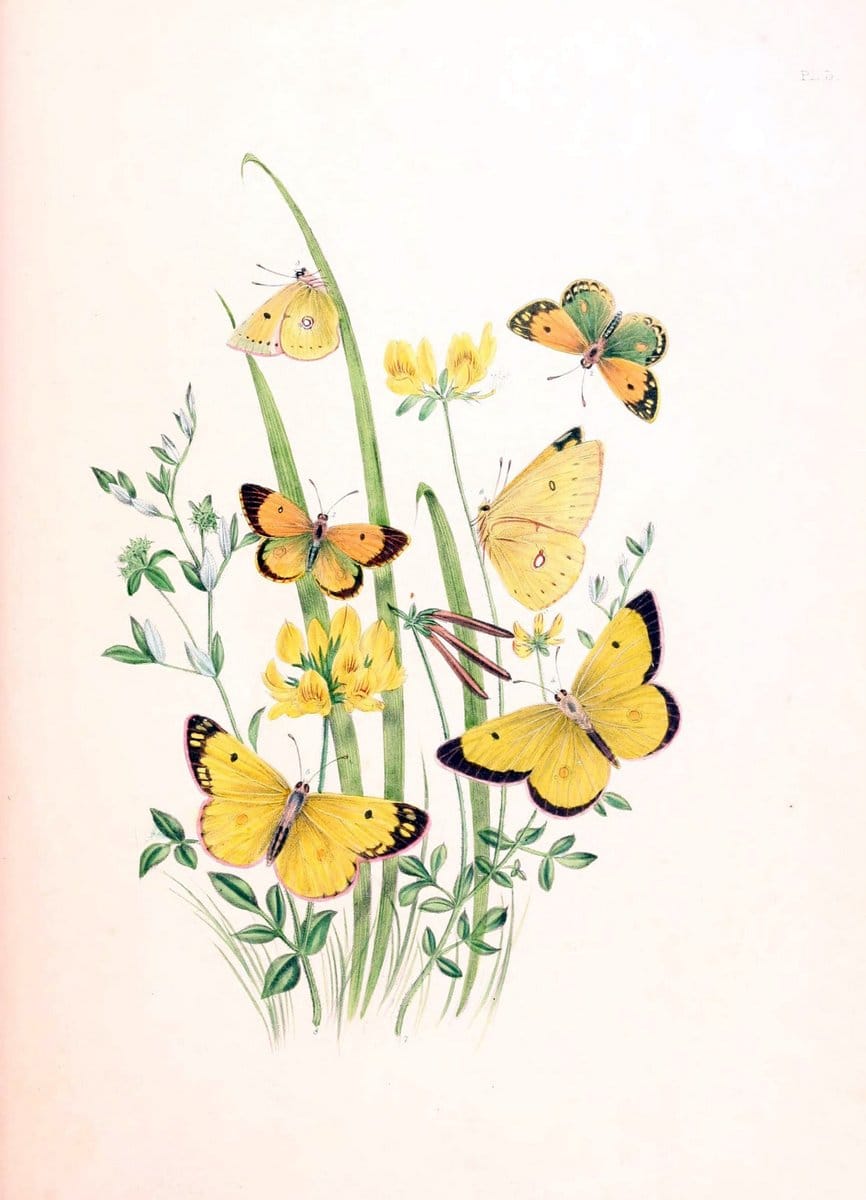 British butterflies and their transformations :.London :William Smith,1841.. |  | Vintage Print Reproduction 463699