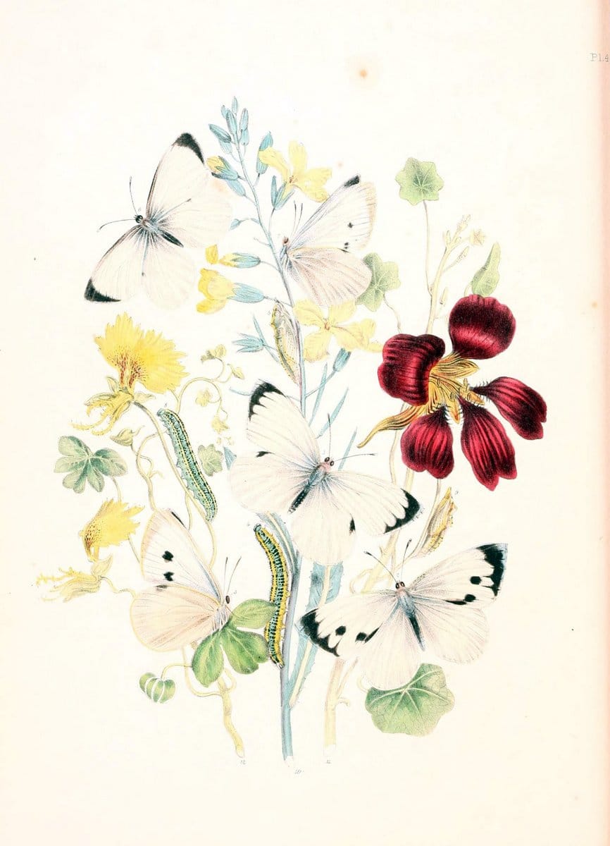 British butterflies and their transformations :.London :William Smith,1841.. |  | Vintage Print Reproduction 463700
