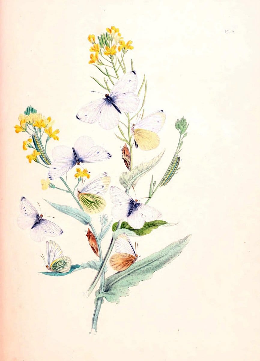 British butterflies and their transformations :.London :William Smith,1841.. |  | Vintage Print Reproduction 463701