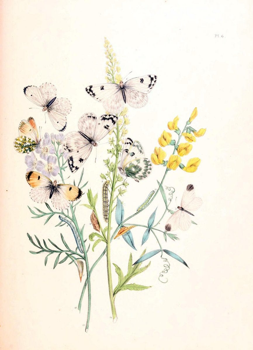 British butterflies and their transformations :.London :William Smith,1841.. |  | Vintage Print Reproduction 463702