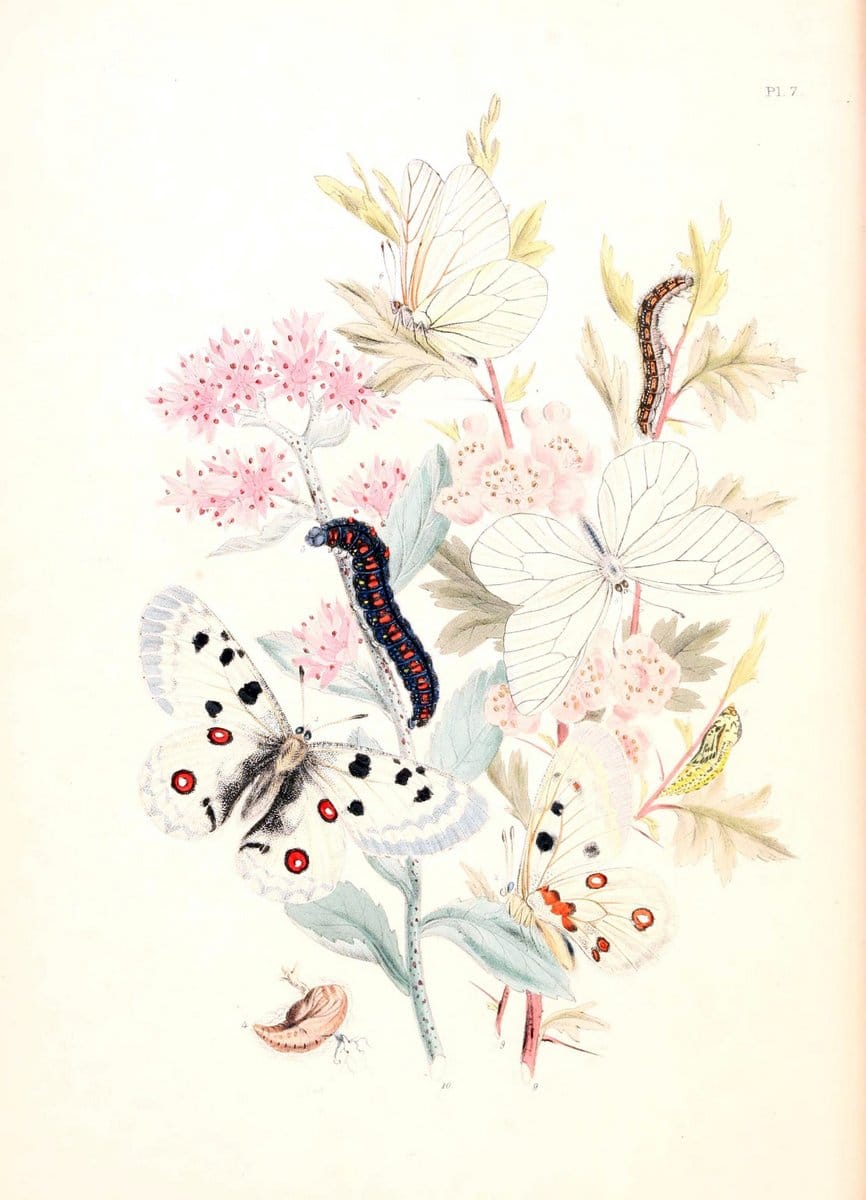 British butterflies and their transformations :.London :William Smith,1841.. |  | Vintage Print Reproduction 463703