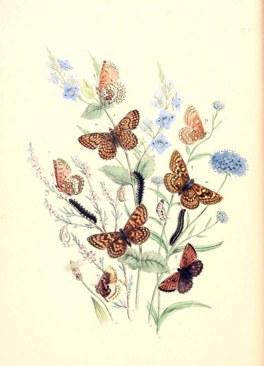 British butterflies and their transformations :.London :William Smith,1841.. |  | Vintage Print Reproduction 463704