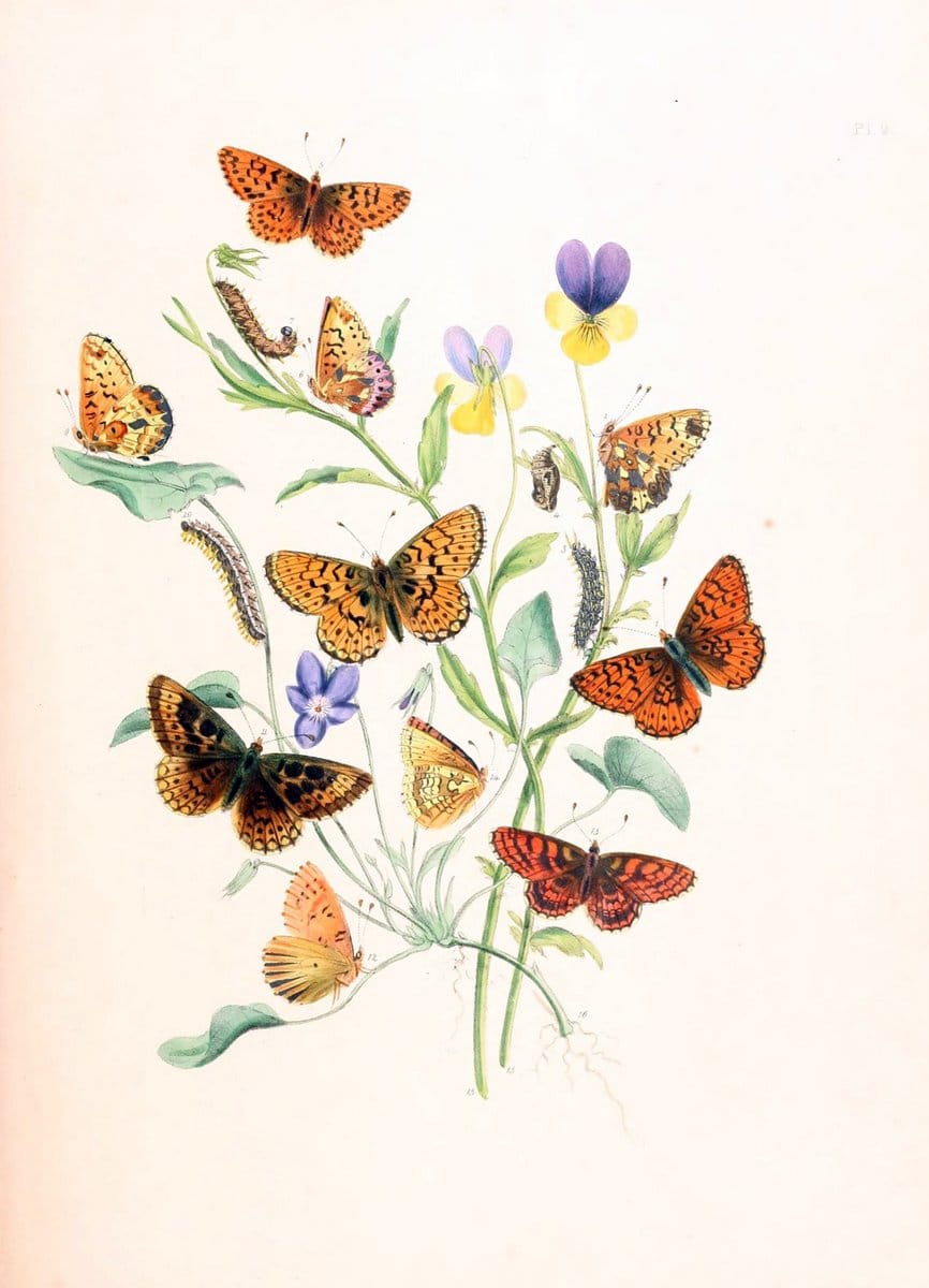 British butterflies and their transformations :.London :William Smith,1841.. |  | Vintage Print Reproduction 463705