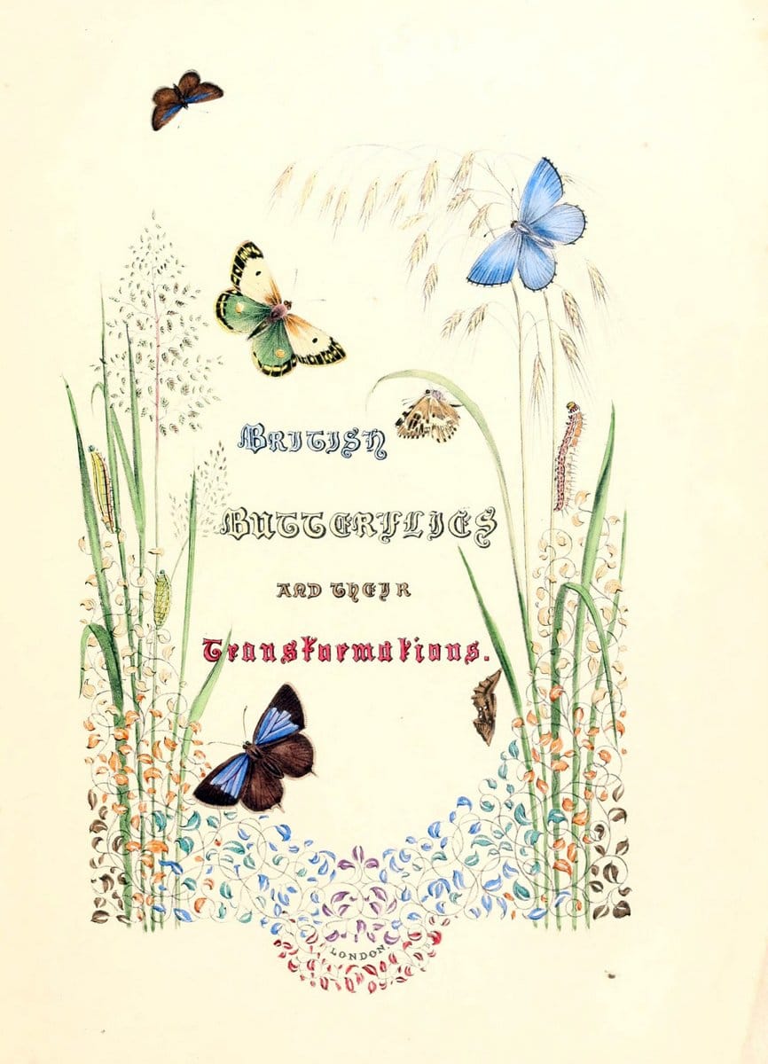 British butterflies and their transformations :.London :William Smith,1841.. |  | Vintage Print Reproduction 463706