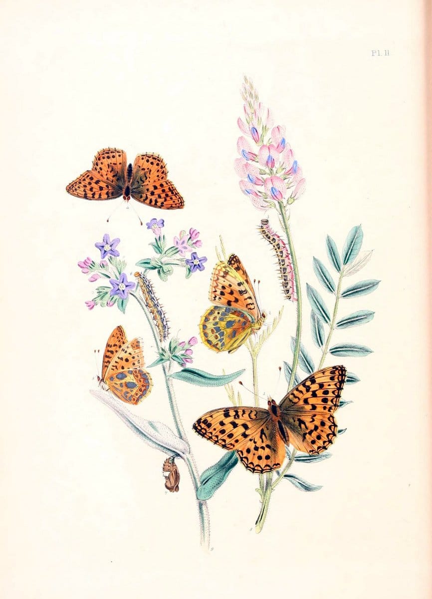 British butterflies and their transformations :.London :William Smith,1841.. |  | Vintage Print Reproduction 463707