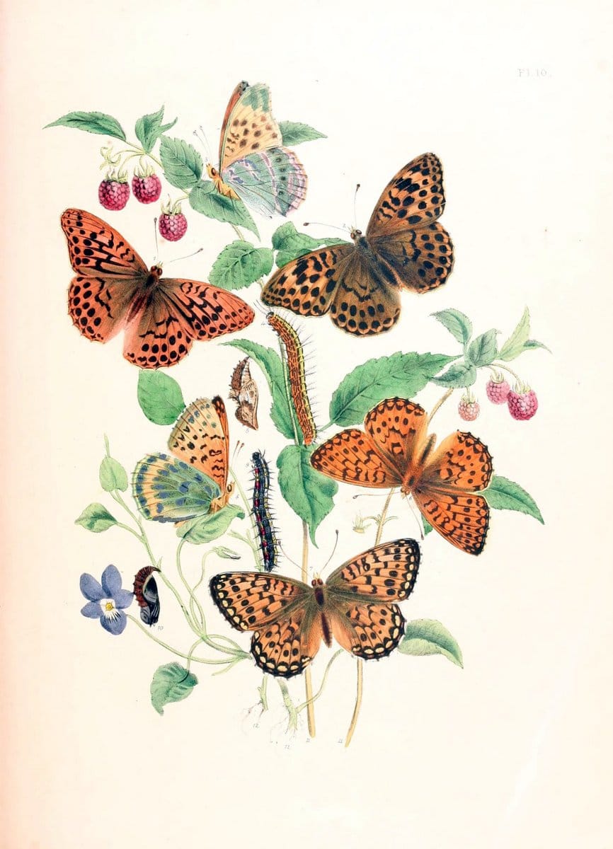 British butterflies and their transformations :.London :William Smith,1841.. |  | Vintage Print Reproduction 463708