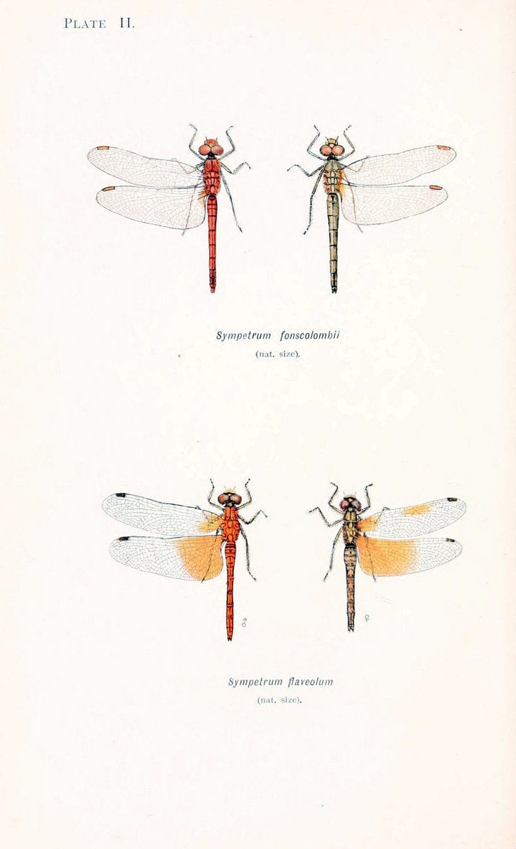 British dragonflies (Odonata)London,L.U. Gill,1900. | Dragon-flies "Great Britain" Odonata  | Vintage Print Reproduction 463709