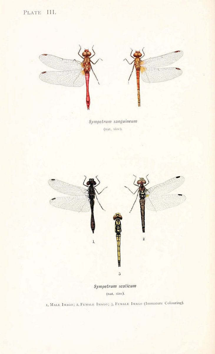 British dragonflies (Odonata)London,L.U. Gill,1900. | Dragon-flies "Great Britain" Odonata  | Vintage Print Reproduction 463710