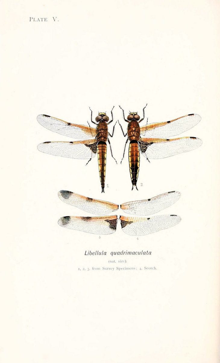 British dragonflies (Odonata)London,L.U. Gill,1900. | Dragon-flies "Great Britain" Odonata  | Vintage Print Reproduction 463712