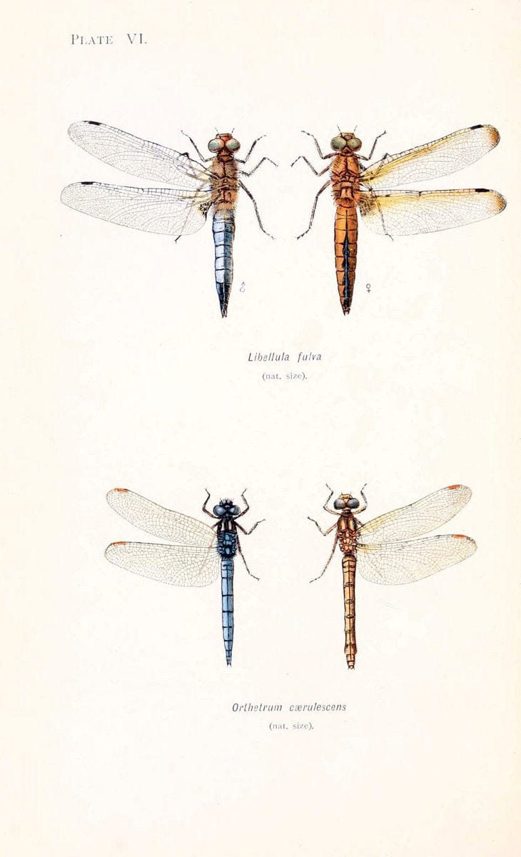British dragonflies (Odonata)London,L.U. Gill,1900. | Dragon-flies "Great Britain" Odonata  | Vintage Print Reproduction 463713