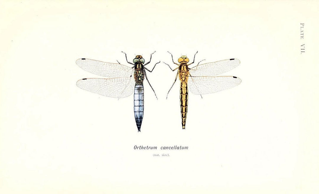 British dragonflies (Odonata)London,L.U. Gill,1900. | Dragon-flies "Great Britain" Odonata  | Vintage Print Reproduction 463714
