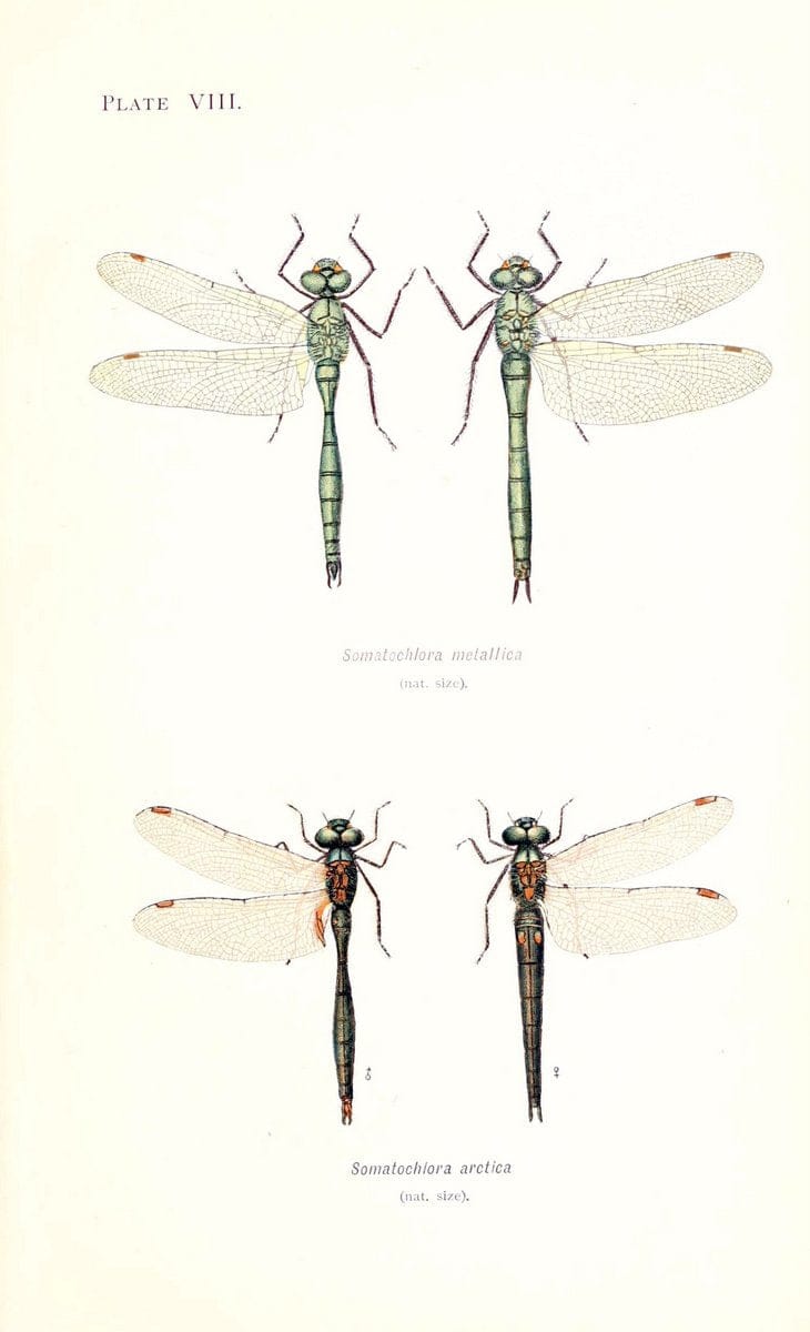 British dragonflies (Odonata)London,L.U. Gill,1900. | Dragon-flies "Great Britain" Odonata  | Vintage Print Reproduction 463715
