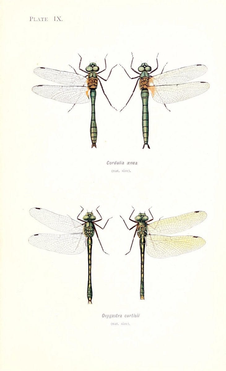 British dragonflies (Odonata)London,L.U. Gill,1900. | Dragon-flies "Great Britain" Odonata  | Vintage Print Reproduction 463716