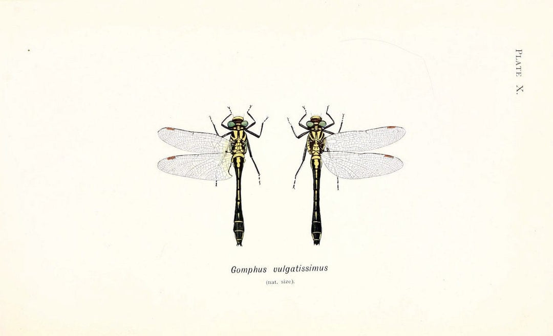 British dragonflies (Odonata)London,L.U. Gill,1900. | Dragon-flies "Great Britain" Odonata  | Vintage Print Reproduction 463717