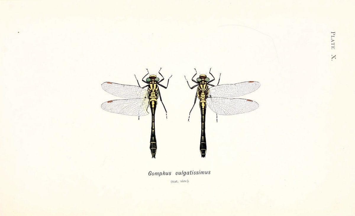British dragonflies (Odonata)London,L.U. Gill,1900. | Dragon-flies "Great Britain" Odonata  | Vintage Print Reproduction 463717