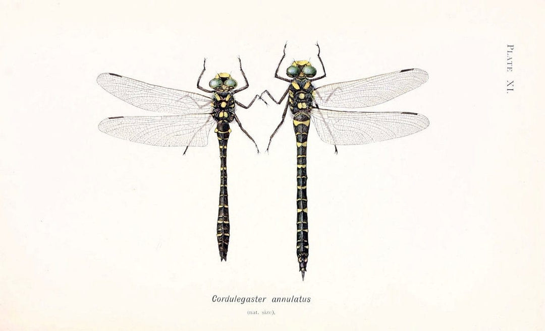 British dragonflies (Odonata)London,L.U. Gill,1900. | Dragon-flies "Great Britain" Odonata  | Vintage Print Reproduction 463718