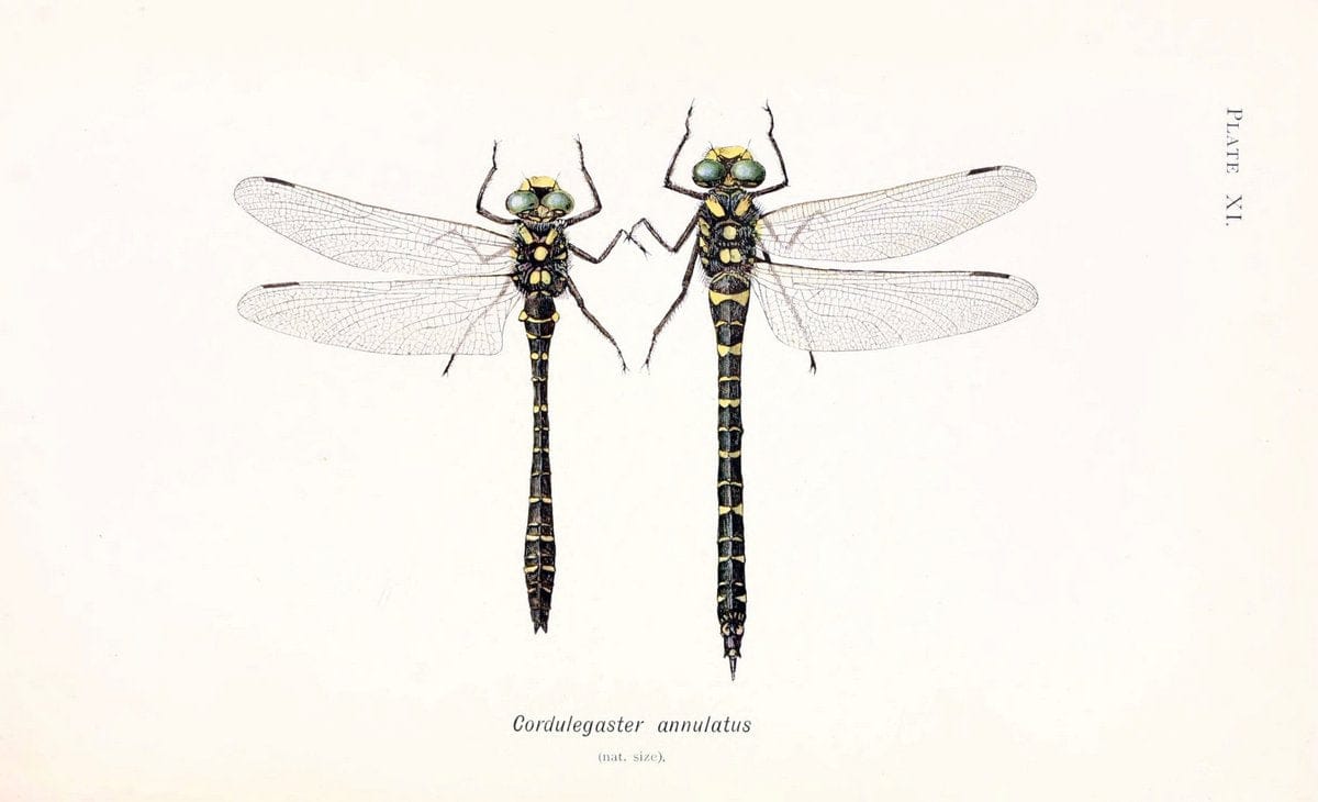 British dragonflies (Odonata)London,L.U. Gill,1900. | Dragon-flies "Great Britain" Odonata  | Vintage Print Reproduction 463718