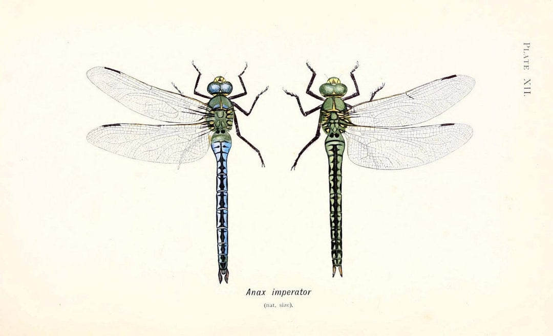 British dragonflies (Odonata)London,L.U. Gill,1900. | Dragon-flies "Great Britain" Odonata  "taxonomy:genus=Anax imperator" | Vintage Print Reproduction 463719