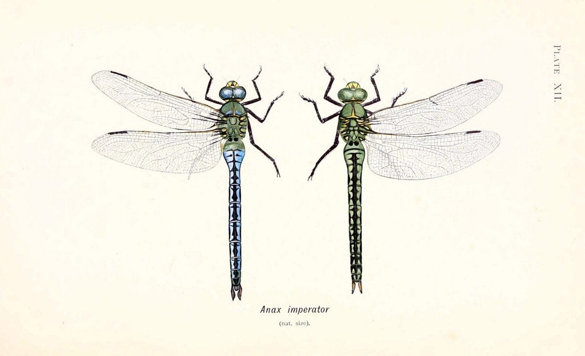 British dragonflies (Odonata)London,L.U. Gill,1900. | Dragon-flies "Great Britain" Odonata  "taxonomy:genus=Anax imperator" | Vintage Print Reproduction 463719