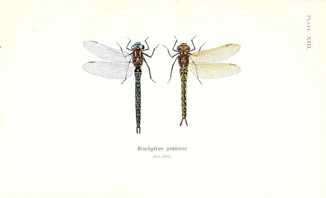 British dragonflies (Odonata)London,L.U. Gill,1900. | Dragon-flies "Great Britain" Odonata  | Vintage Print Reproduction 463720