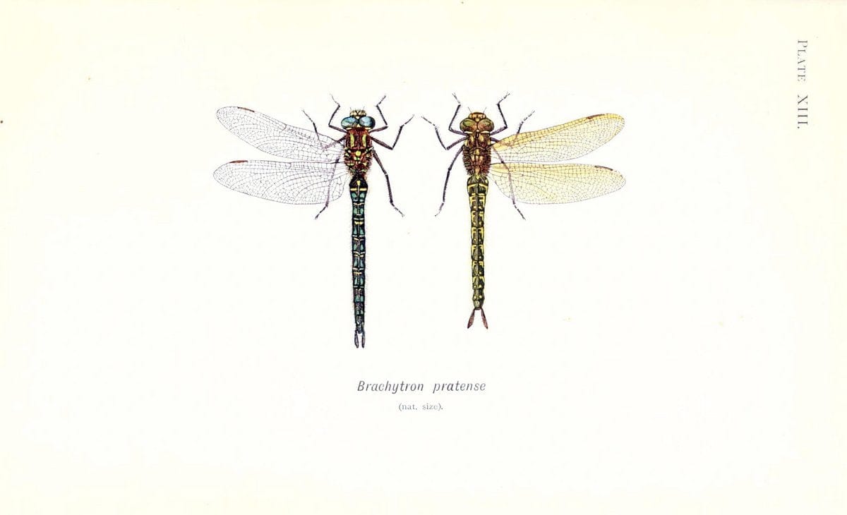 British dragonflies (Odonata)London,L.U. Gill,1900. | Dragon-flies "Great Britain" Odonata  | Vintage Print Reproduction 463720