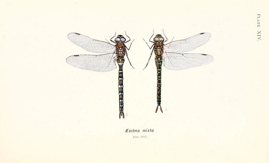British dragonflies (Odonata)London,L.U. Gill,1900. | Dragon-flies "Great Britain" Odonata  | Vintage Print Reproduction 463721