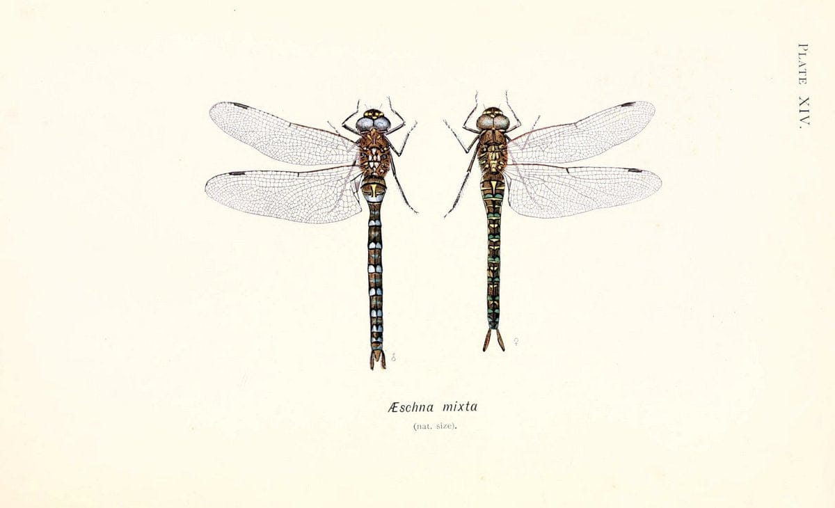 British dragonflies (Odonata)London,L.U. Gill,1900. | Dragon-flies "Great Britain" Odonata  | Vintage Print Reproduction 463721