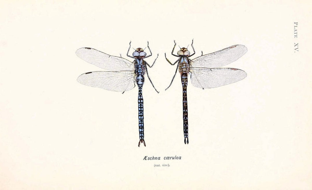 British dragonflies (Odonata)London,L.U. Gill,1900. | Dragon-flies "Great Britain" Odonata  | Vintage Print Reproduction 463722