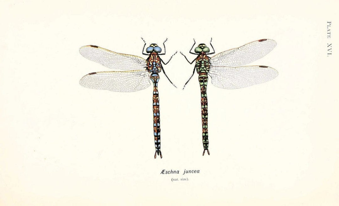 British dragonflies (Odonata)London,L.U. Gill,1900. | Dragon-flies "Great Britain" Odonata  | Vintage Print Reproduction 463723