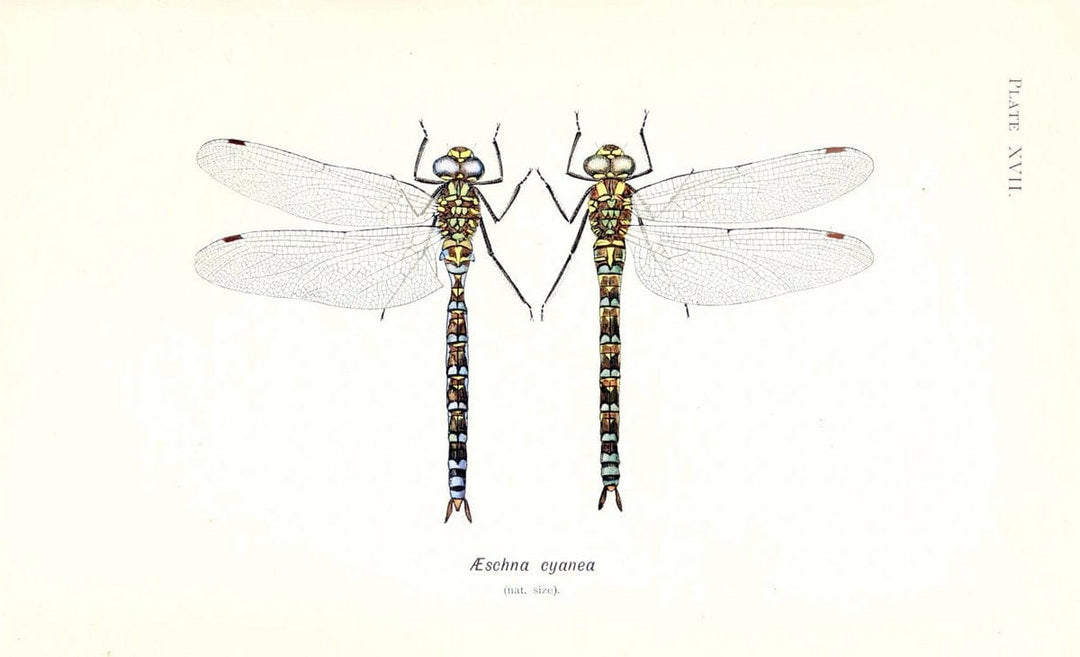 British dragonflies (Odonata)London,L.U. Gill,1900. | Dragon-flies "Great Britain" Odonata  | Vintage Print Reproduction 463724