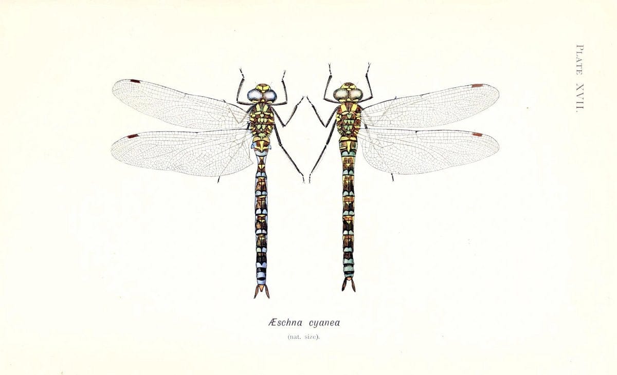British dragonflies (Odonata)London,L.U. Gill,1900. | Dragon-flies "Great Britain" Odonata  | Vintage Print Reproduction 463724