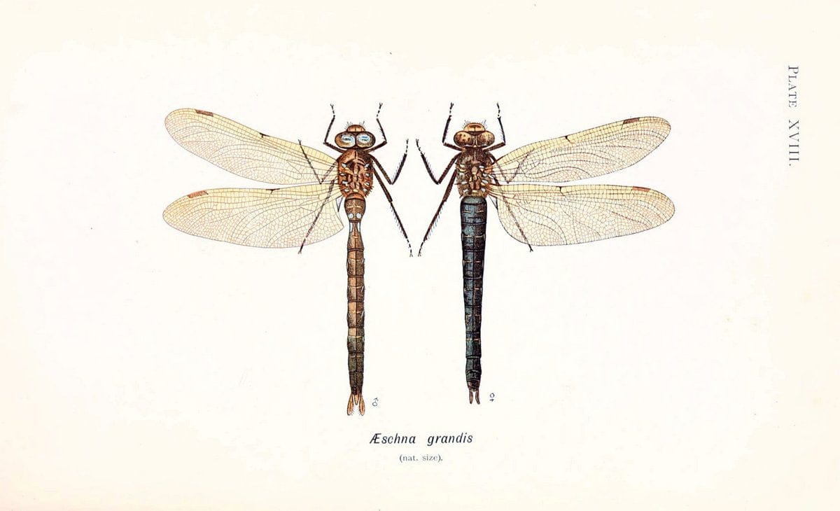 British dragonflies (Odonata)London,L.U. Gill,1900. | Dragon-flies "Great Britain" Odonata  | Vintage Print Reproduction 463725