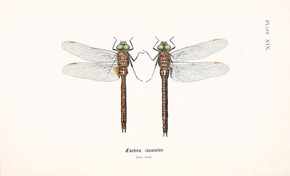 British dragonflies (Odonata)London,L.U. Gill,1900. | Dragon-flies "Great Britain" Odonata  | Vintage Print Reproduction 463726