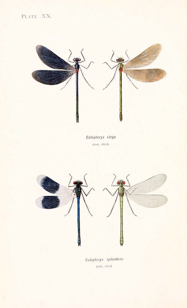 British dragonflies (Odonata)London,L.U. Gill,1900. | Dragon-flies "Great Britain" Odonata  | Vintage Print Reproduction 463727