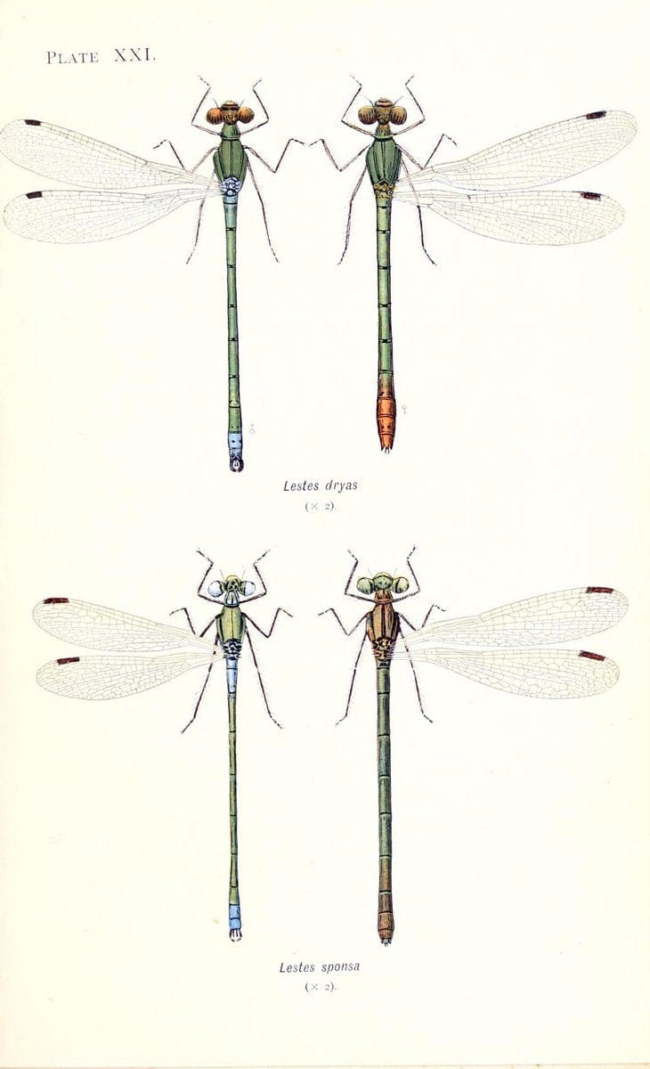 British dragonflies (Odonata)London,L.U. Gill,1900. | Dragon-flies "Great Britain" Odonata  | Vintage Print Reproduction 463728