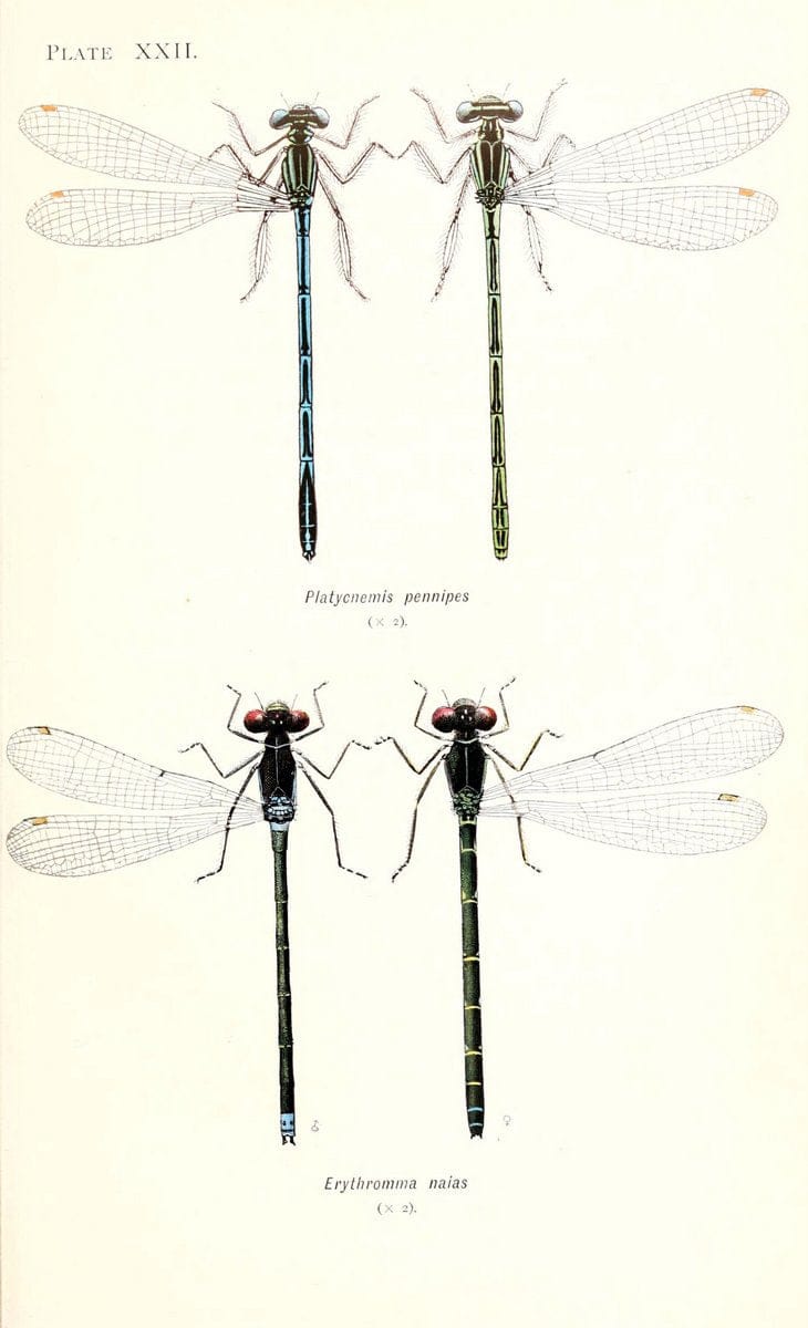 British dragonflies (Odonata)London,L.U. Gill,1900. | Dragon-flies "Great Britain" Odonata  | Vintage Print Reproduction 463729