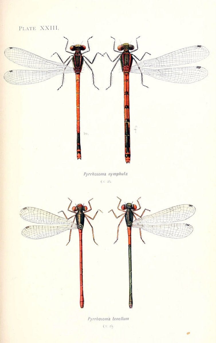 British dragonflies (Odonata)London,L.U. Gill,1900. | Dragon-flies "Great Britain" Odonata  | Vintage Print Reproduction 463730