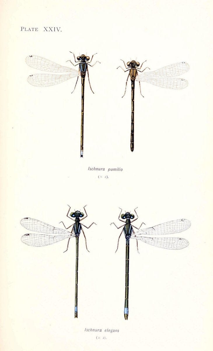 British dragonflies (Odonata)London,L.U. Gill,1900. | Dragon-flies "Great Britain" Odonata  | Vintage Print Reproduction 463731