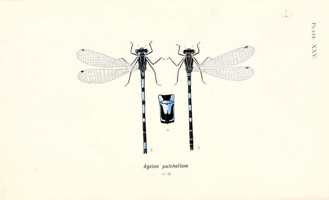 British dragonflies (Odonata)London,L.U. Gill,1900. | Dragon-flies "Great Britain" Odonata  | Vintage Print Reproduction 463732