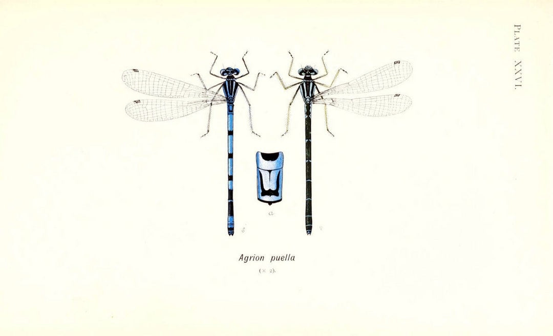 British dragonflies (Odonata)London,L.U. Gill,1900. | Dragon-flies "Great Britain" Odonata  | Vintage Print Reproduction 463733